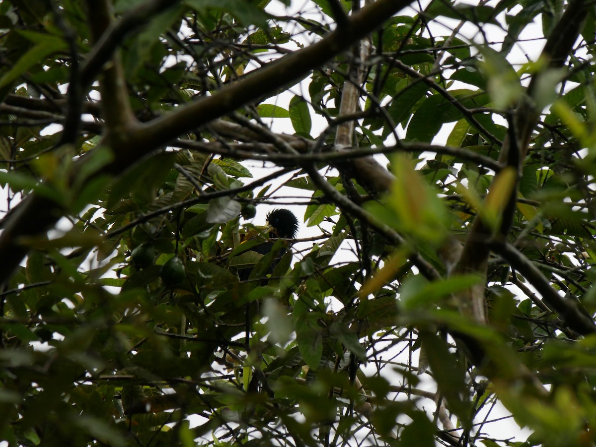 Yellow-rumped Cacique - ML612745993