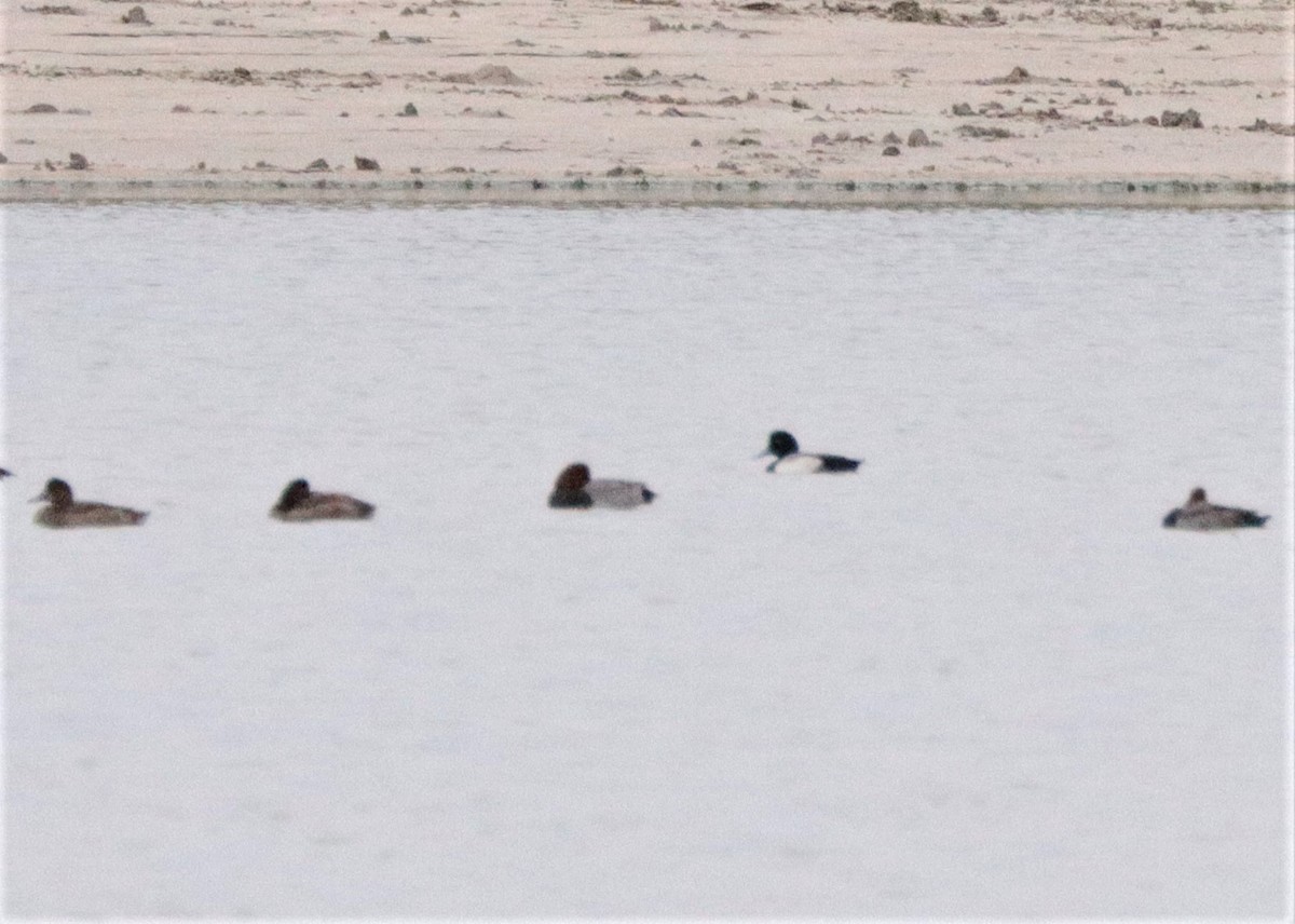 Greater Scaup - ML612746037