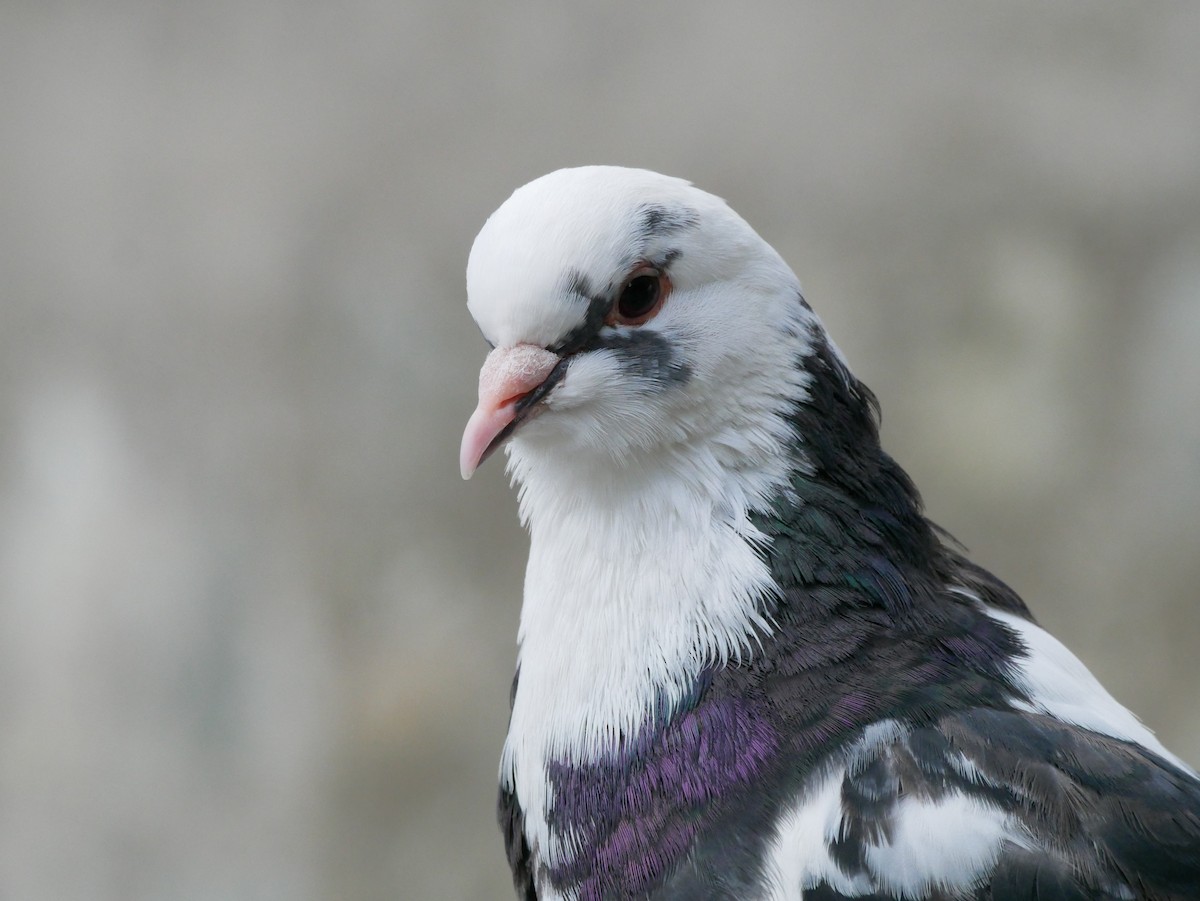 Rock Pigeon (Feral Pigeon) - ML612746056