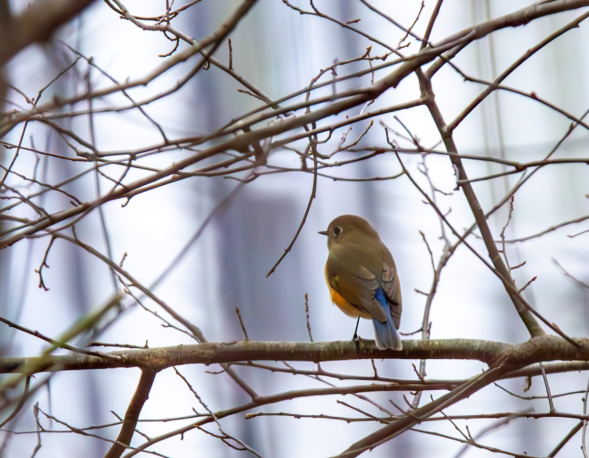 New Jersey eBird Checklist - 26 Dec 2023 - stakeout Red-flanked