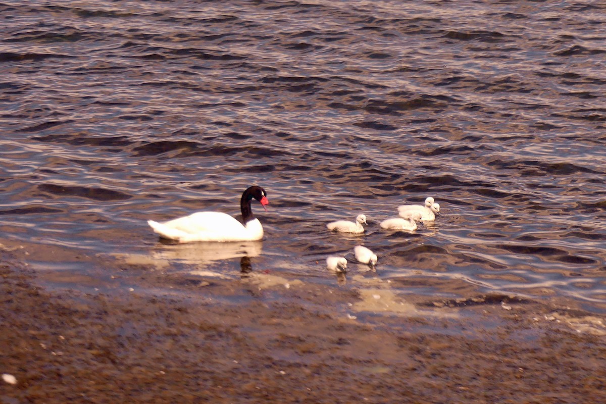 Black-necked Swan - ML612746119