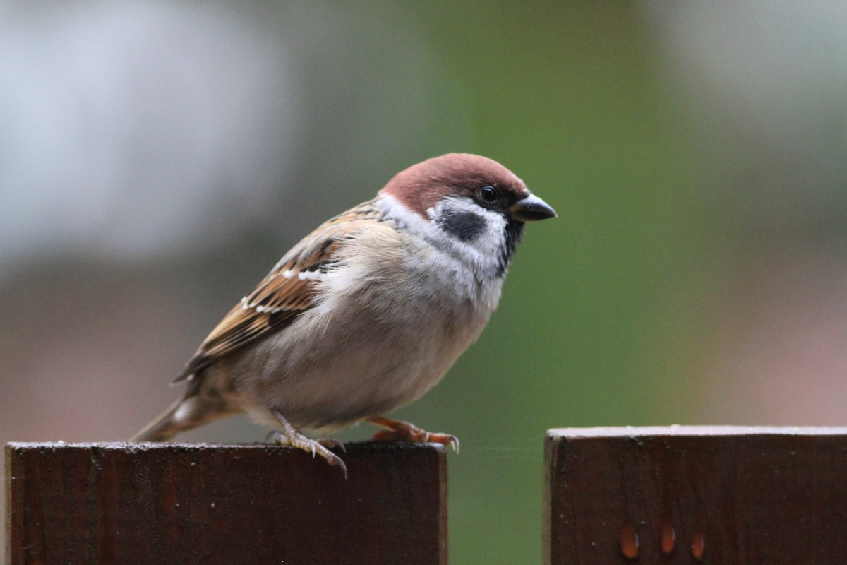 Eurasian Tree Sparrow - ML612746128