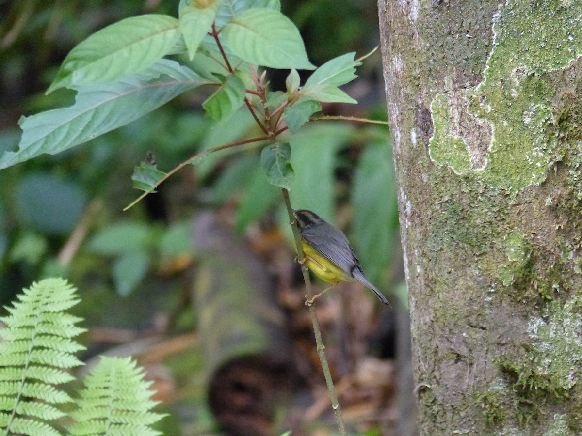 Golden-crowned Warbler - ML612746147