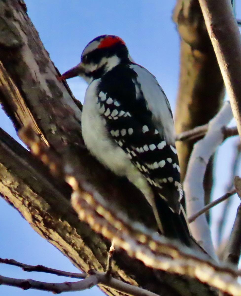 Hairy Woodpecker - ML612746198