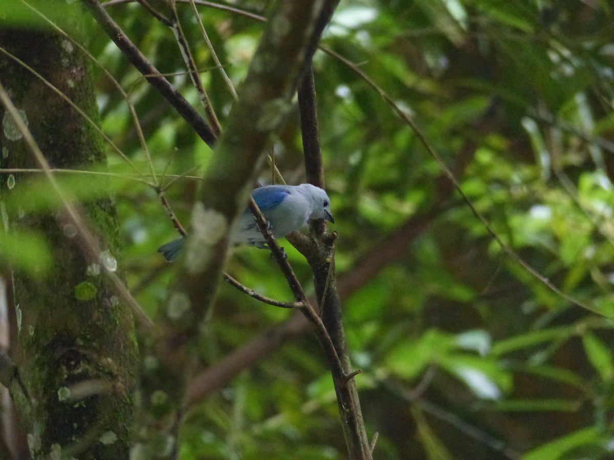 Blue-gray Tanager - ML612746230