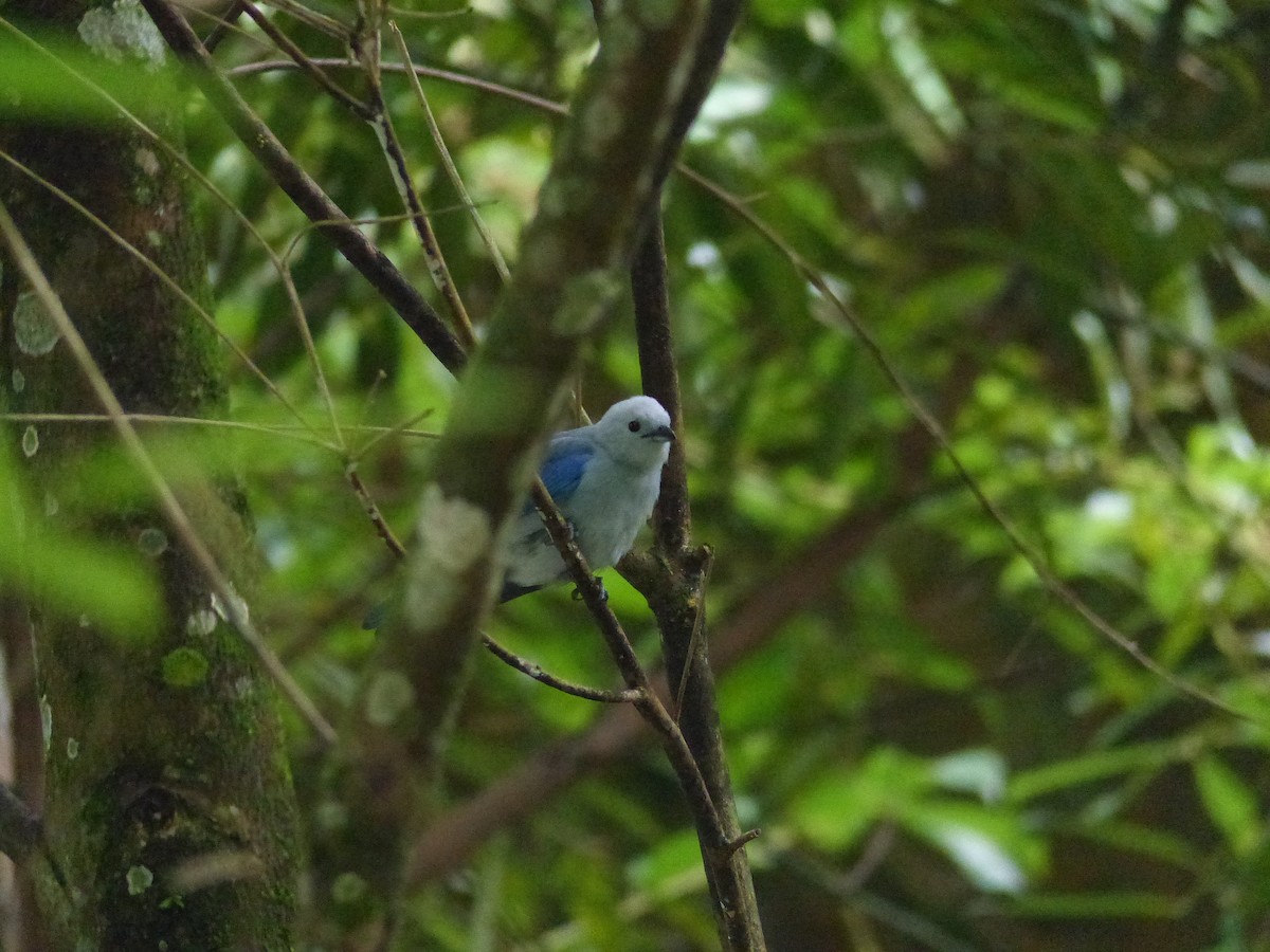 Blue-gray Tanager - ML612746231