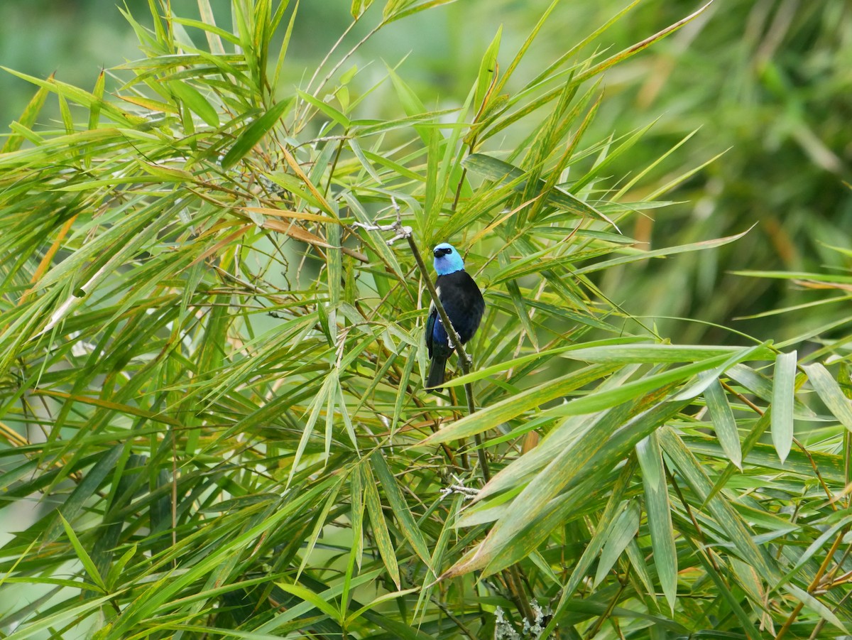 Blue-necked Tanager - ML612746239