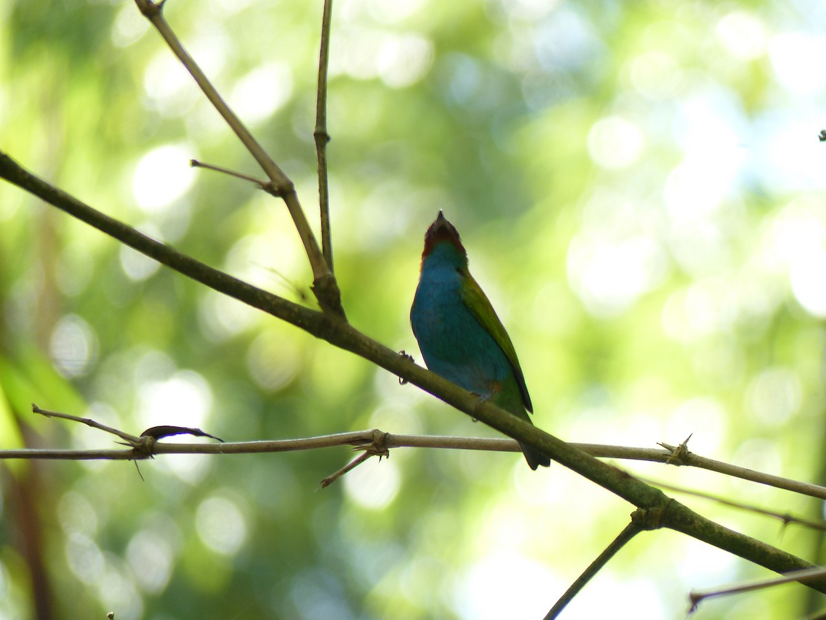 Bay-headed Tanager - ML612746266
