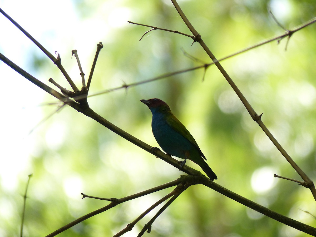 Bay-headed Tanager - ML612746267
