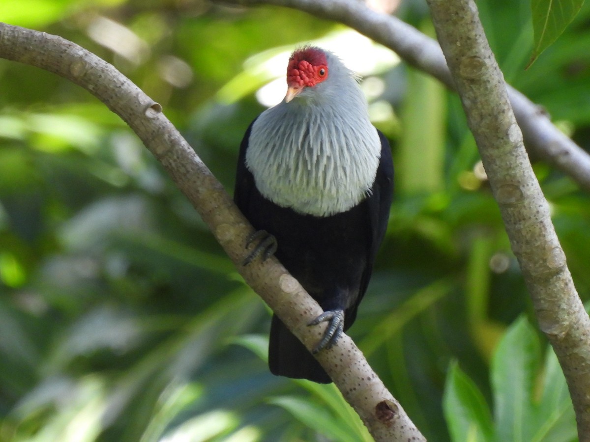 Seychelles Blue-Pigeon - Don Holcomb