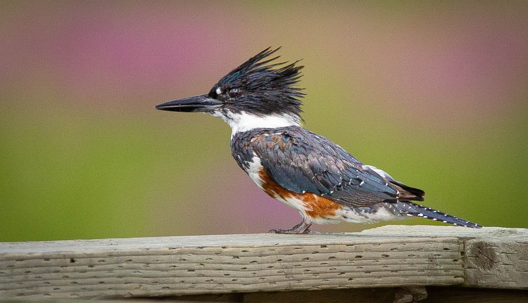 Belted Kingfisher - ML612746713