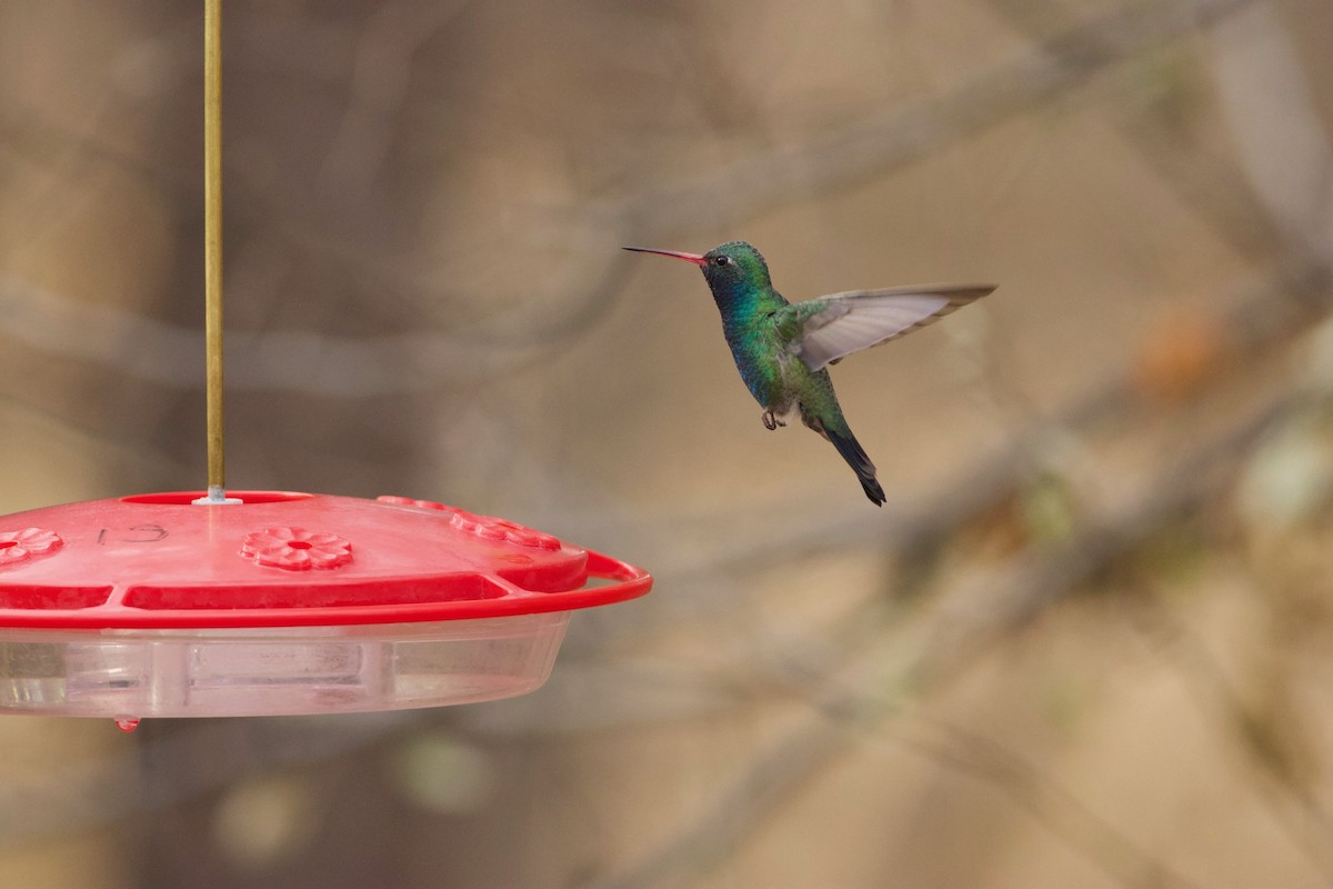 Broad-billed Hummingbird - David Whittier