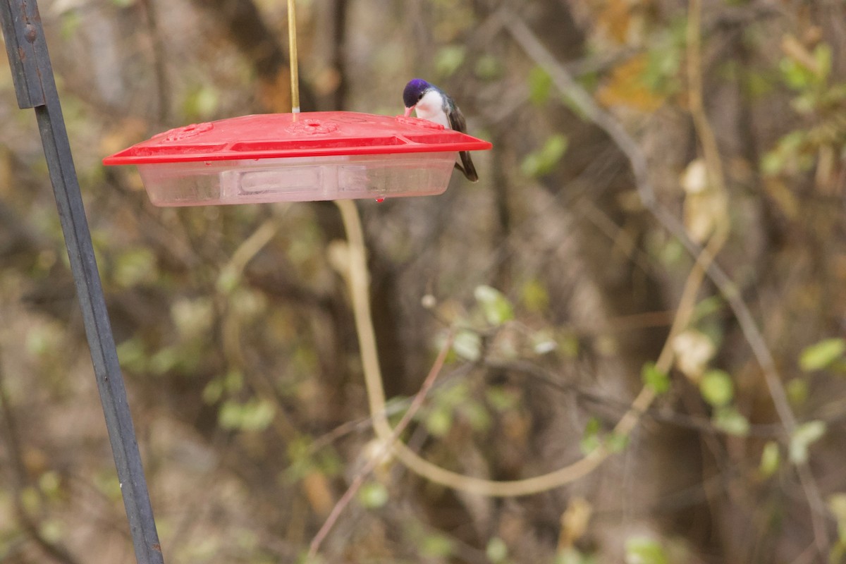 Violet-crowned Hummingbird - ML612746750