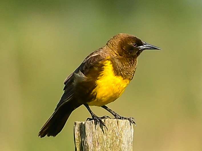 Brown-and-yellow Marshbird - ML612746796