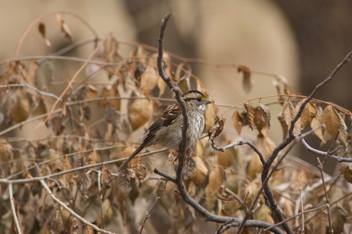 White-throated Sparrow - ML612746800