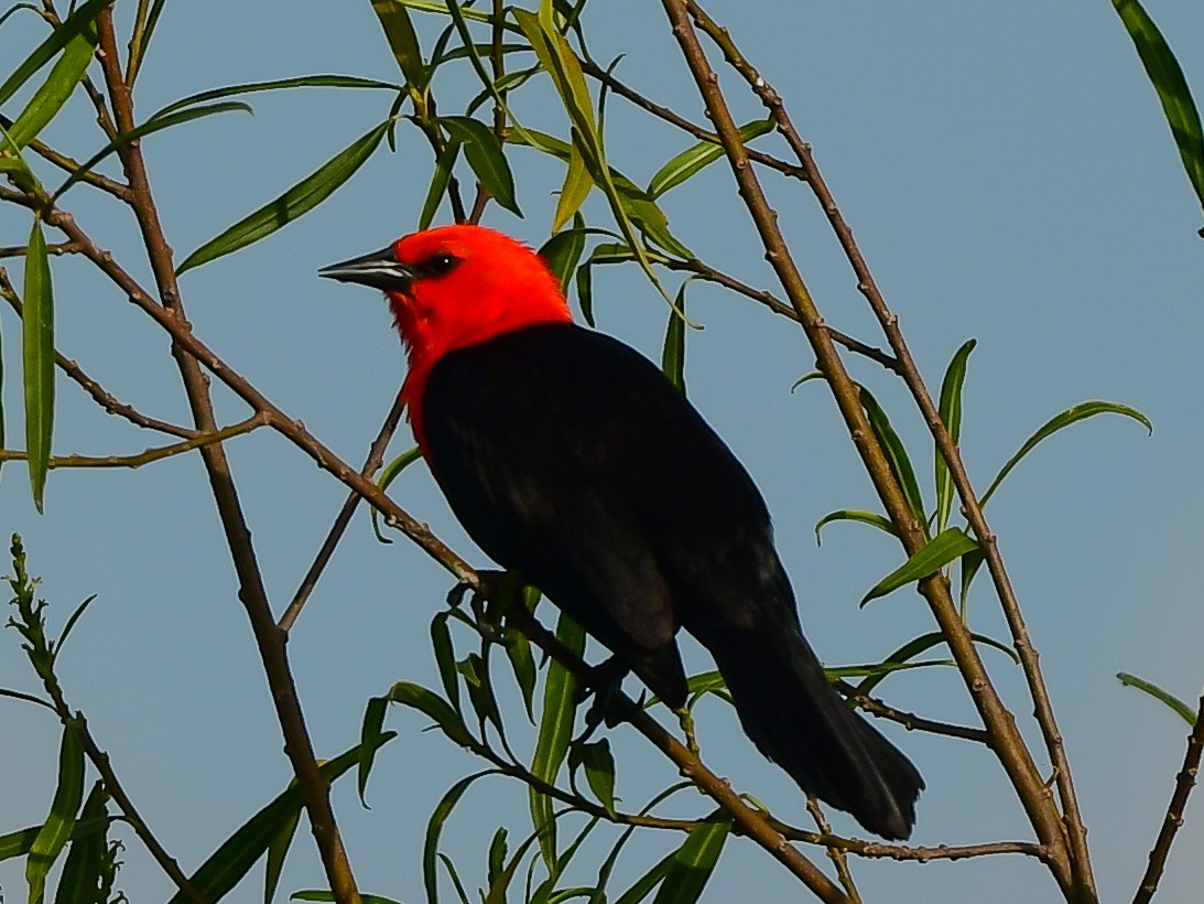 Scarlet-headed Blackbird - ML612746823