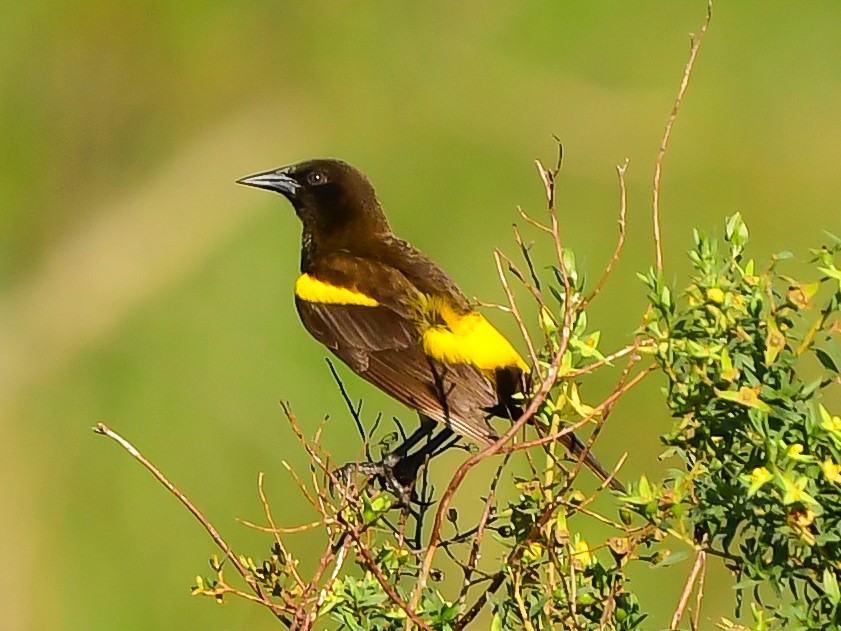 Yellow-rumped Marshbird - ML612746880