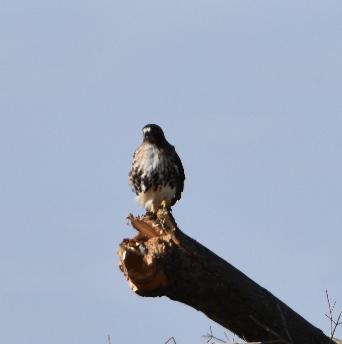 Red-tailed Hawk (calurus/abieticola) - Austin Broadwater