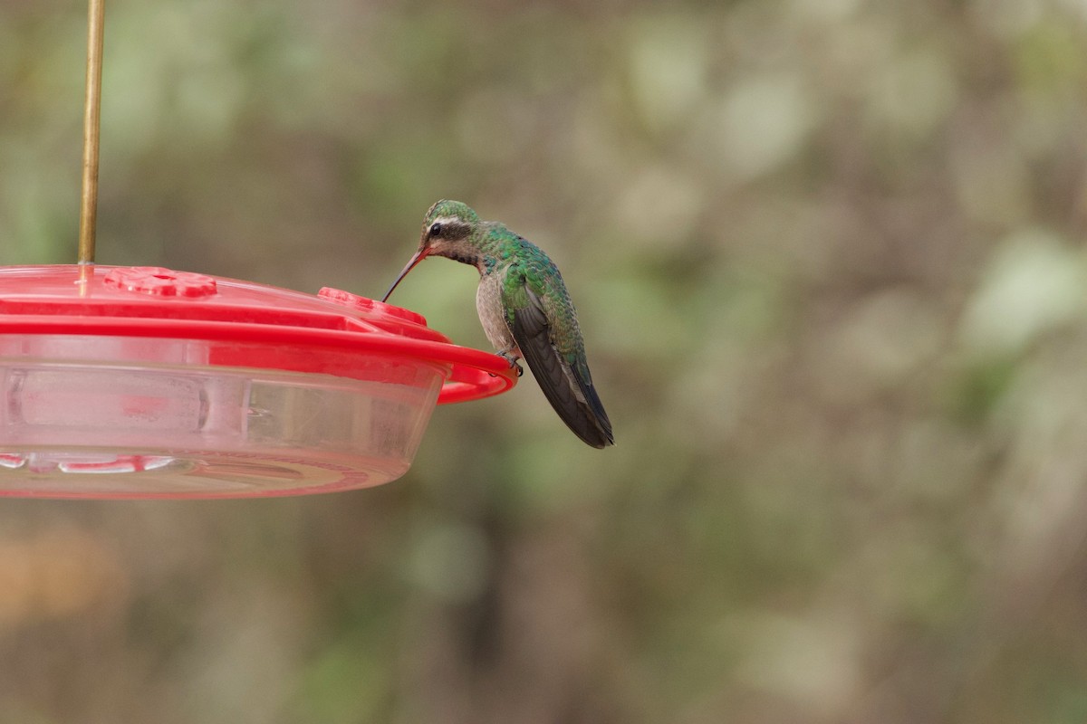 Broad-billed Hummingbird - ML612746921