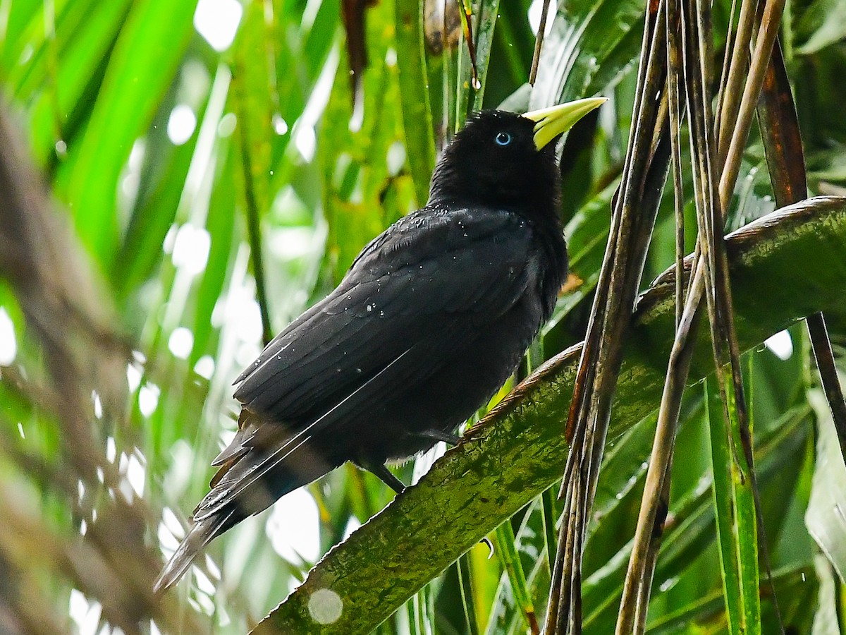 Red-rumped Cacique - Xueping & Stephan Popp