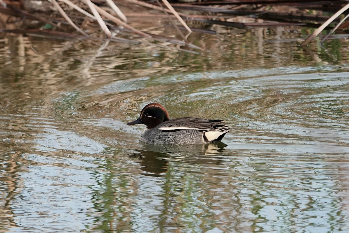 Green-winged Teal - ML612747194