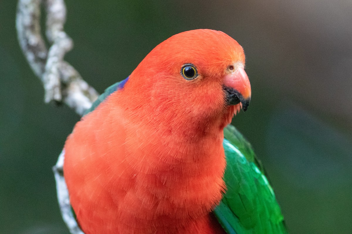 Australian King-Parrot - ML612747460