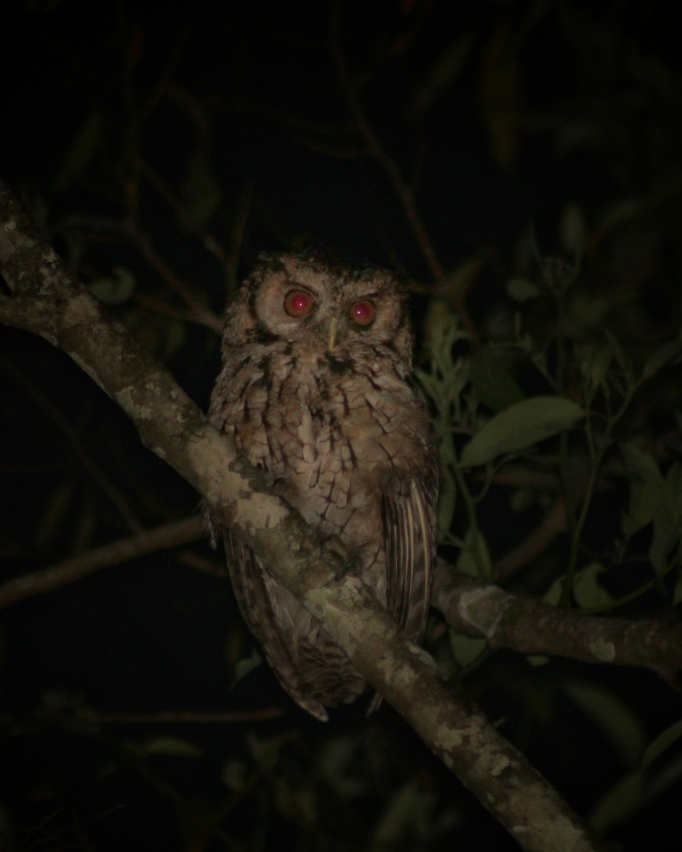 Long-tufted Screech-Owl - ML612747850