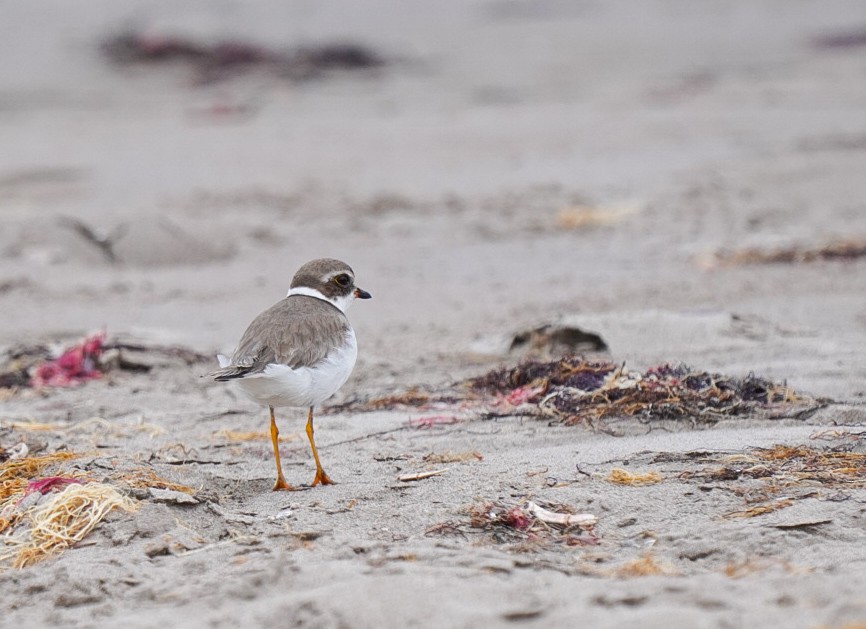 Semipalmated Plover - ML612747902