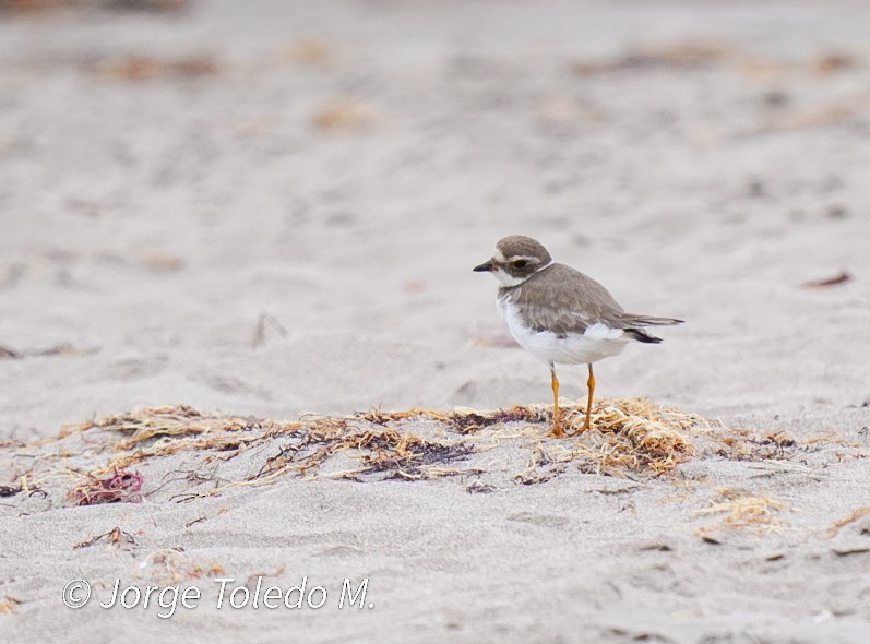 Semipalmated Plover - ML612747903