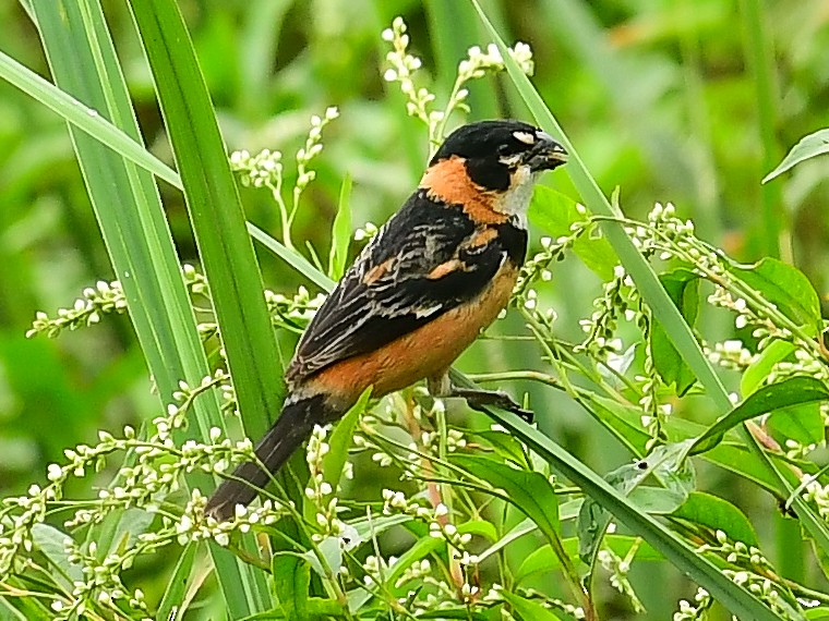Rusty-collared Seedeater - ML612747942