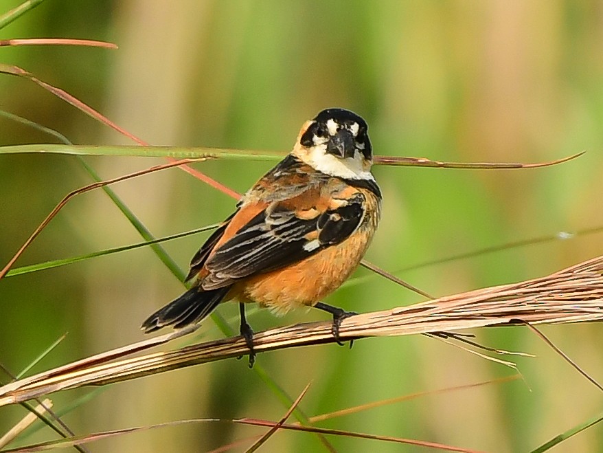Rusty-collared Seedeater - ML612747995