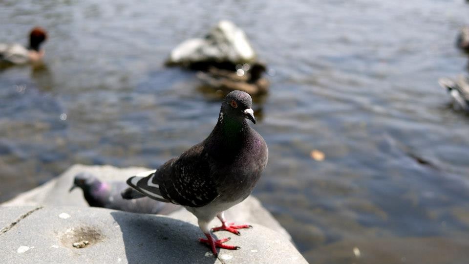 Rock Pigeon (Feral Pigeon) - ML612748036