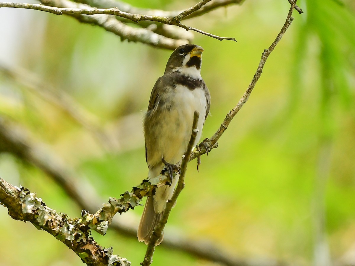 Double-collared Seedeater - ML612748049