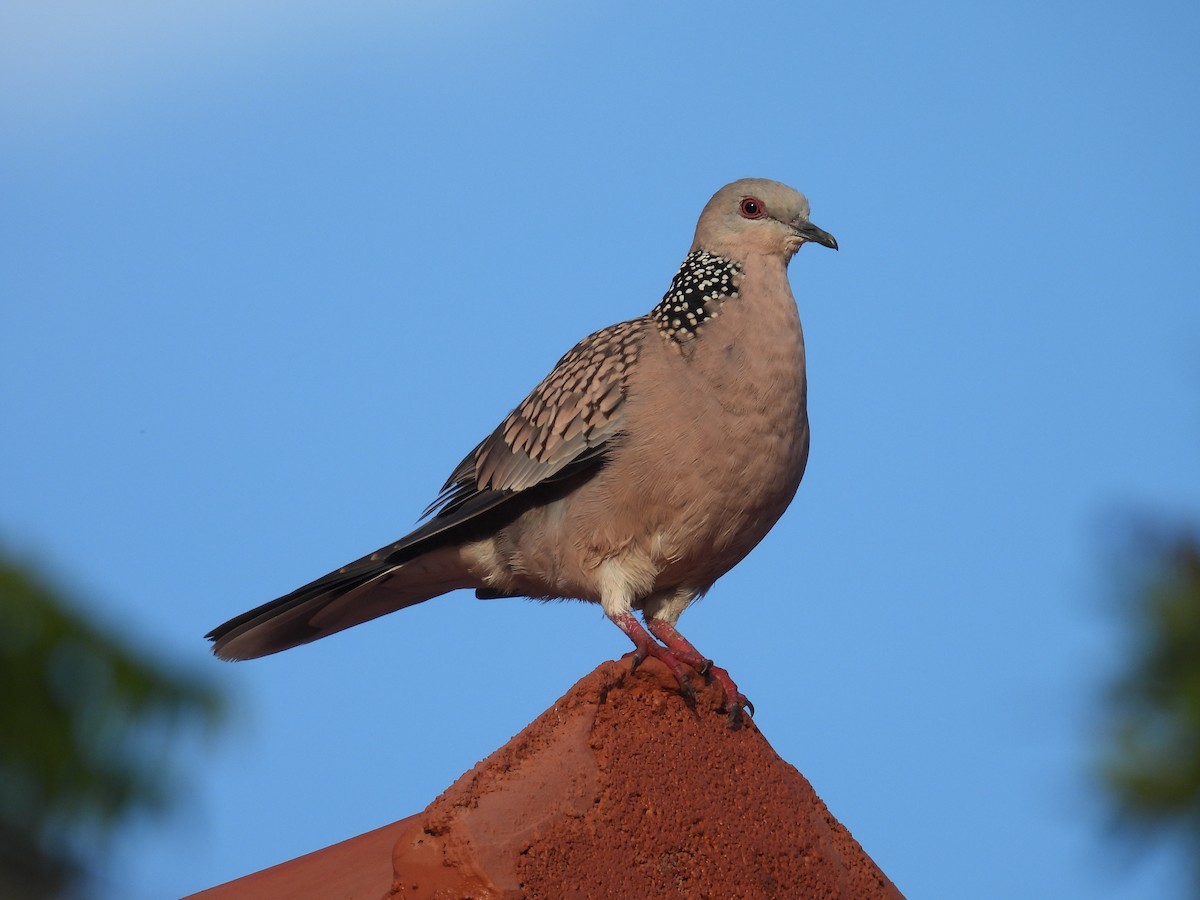 Spotted Dove - ML612748112