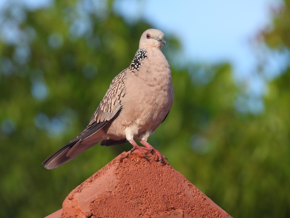 Spotted Dove - ML612748113