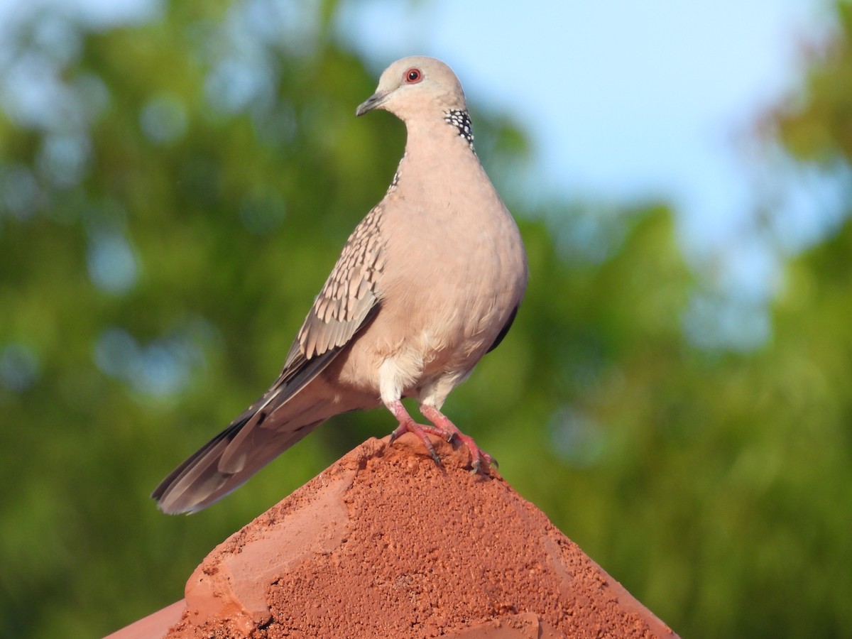 Spotted Dove - ML612748114