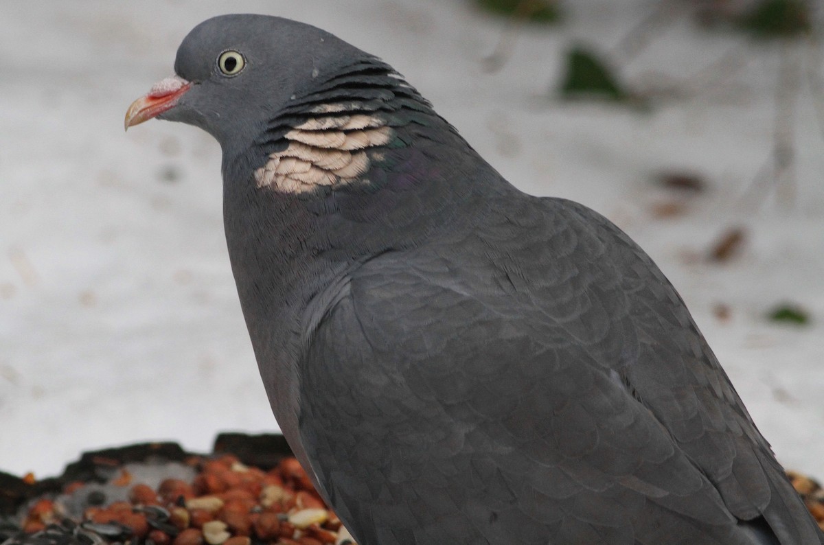Common Wood-Pigeon - ML612748129