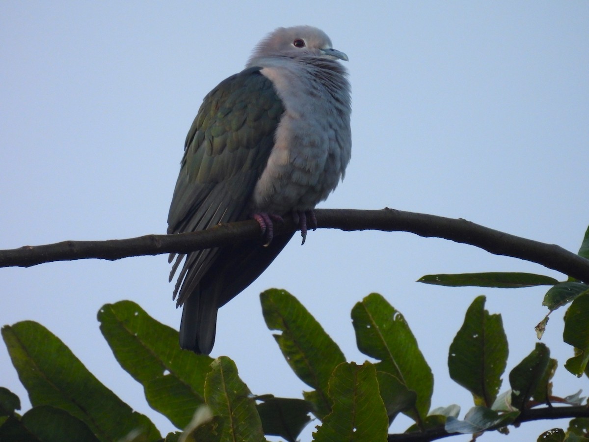 Green Imperial-Pigeon - ML612748130