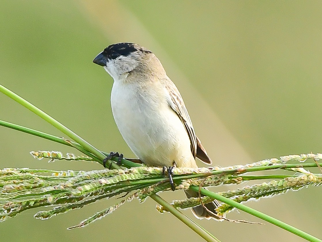 Pearly-bellied Seedeater - ML612748232
