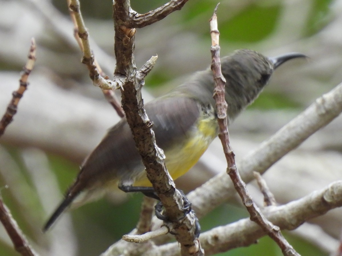 Mayotte Sunbird - Don Holcomb