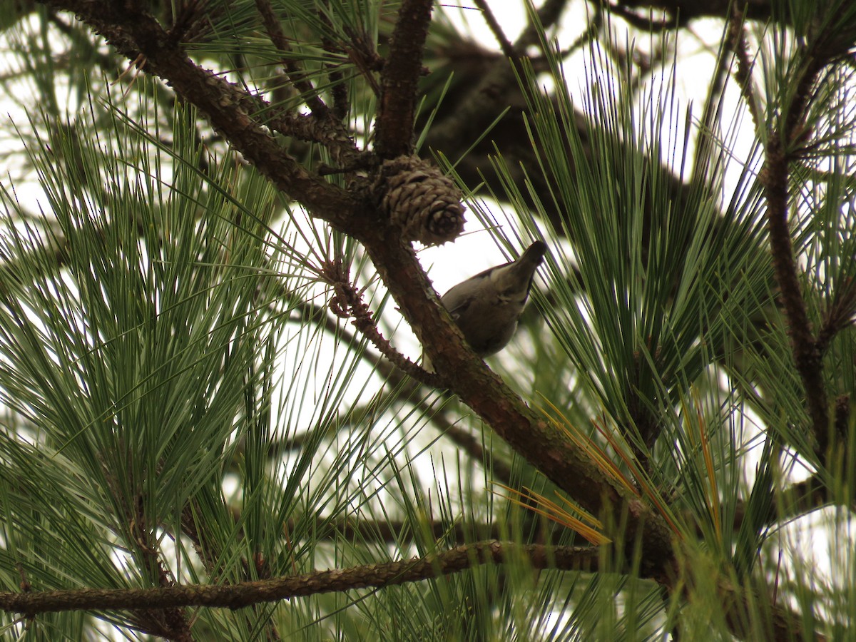 Brown-headed Nuthatch - ML612748586