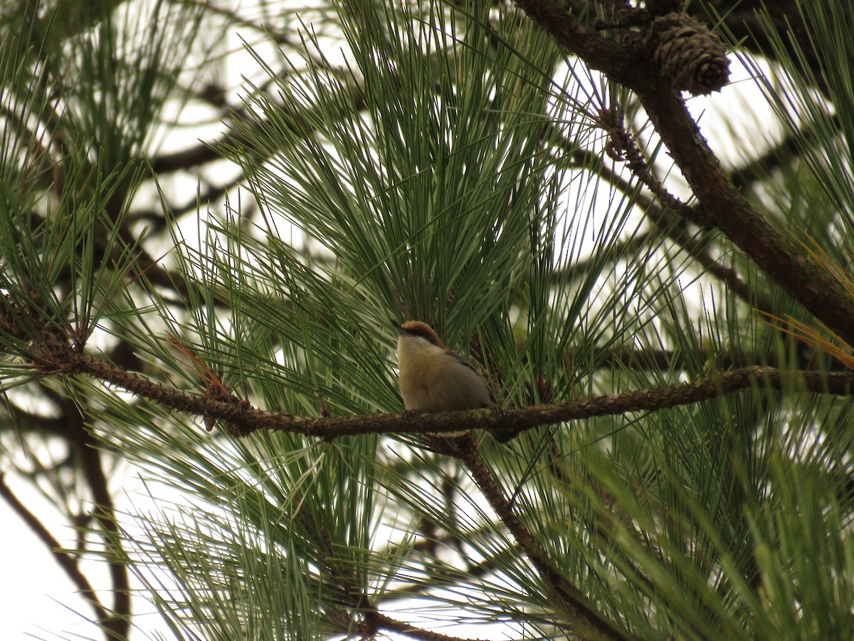 Brown-headed Nuthatch - ML612748587