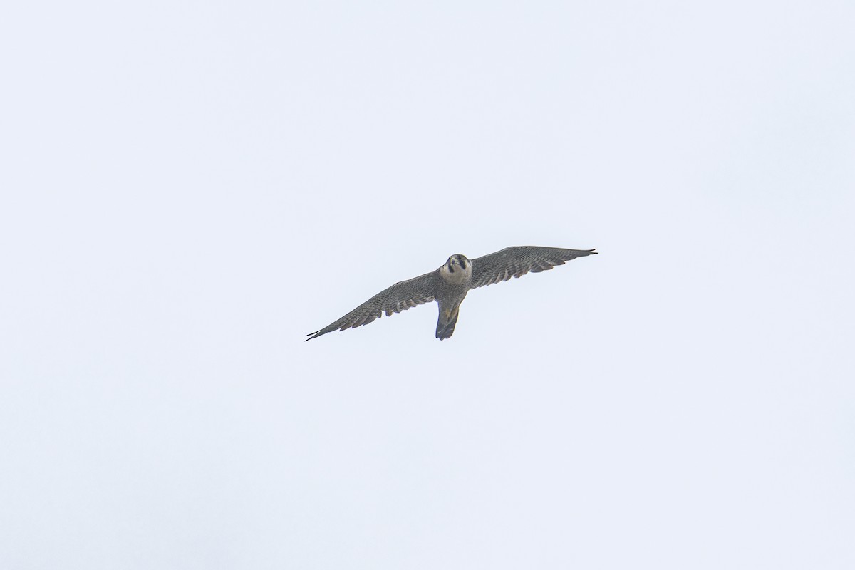 Peregrine Falcon (Eurasian) - ML612748880