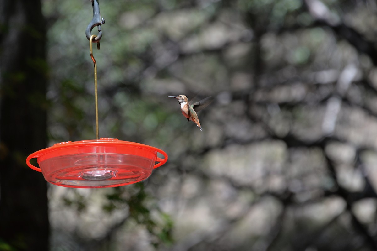 Rufous Hummingbird - Larry Hooge