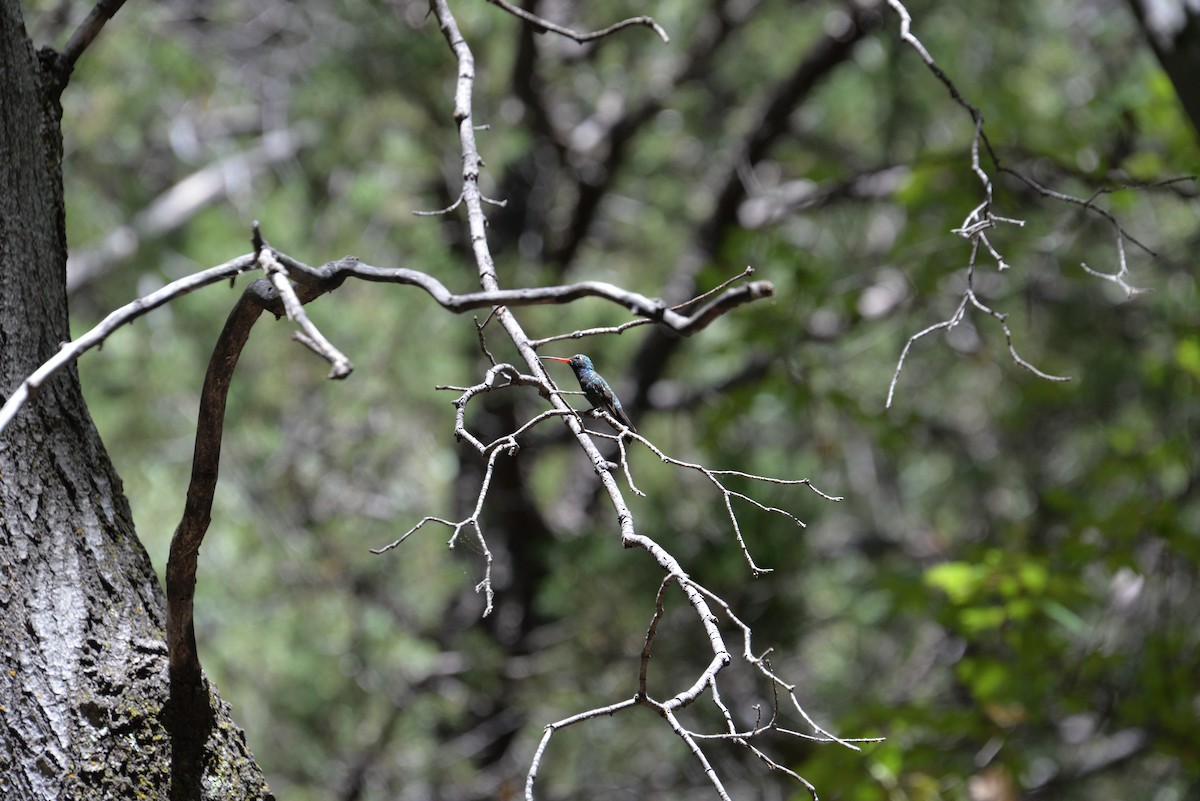 Broad-billed Hummingbird - Larry Hooge