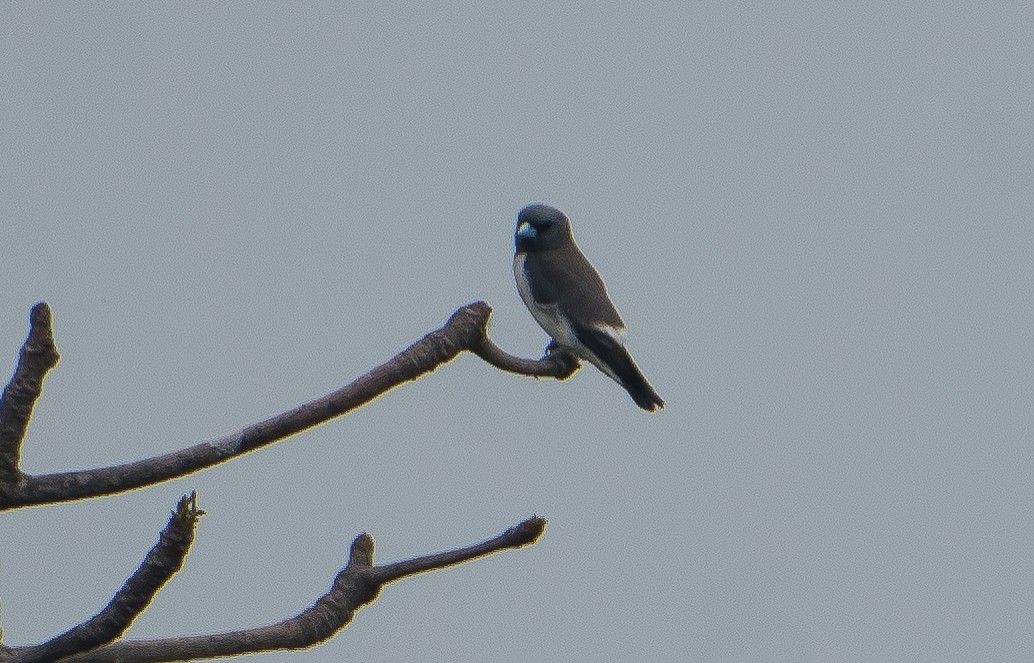 White-breasted Woodswallow - ML61274901