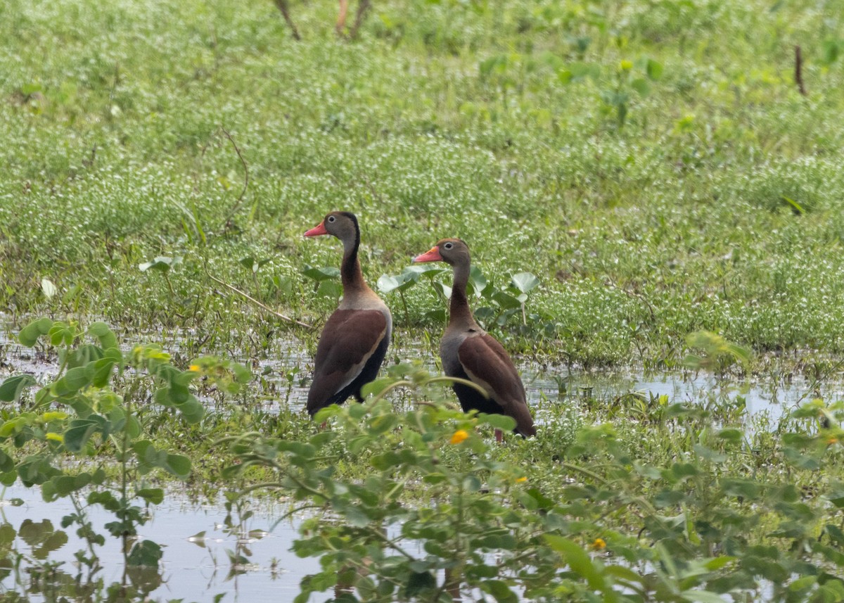 Black-bellied Whistling-Duck (autumnalis) - ML612749070