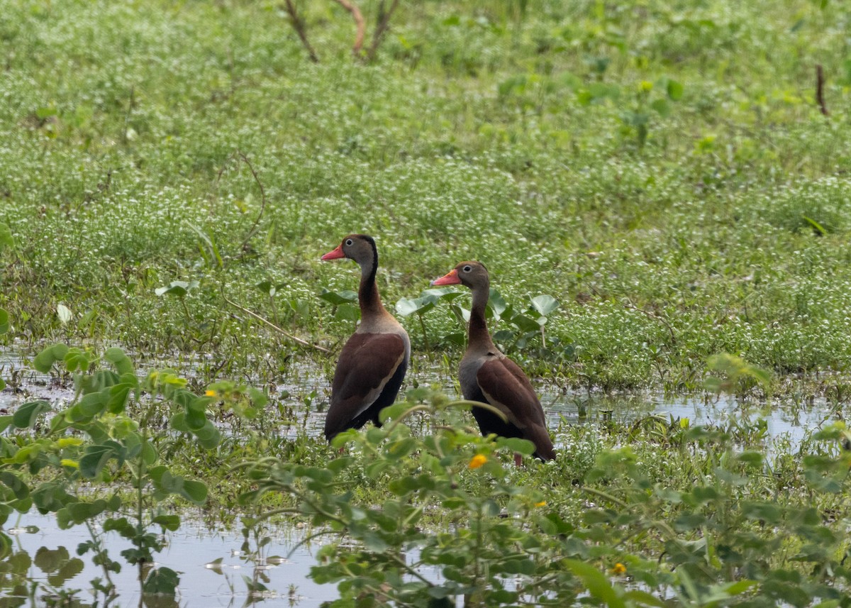 Black-bellied Whistling-Duck (autumnalis) - ML612749072