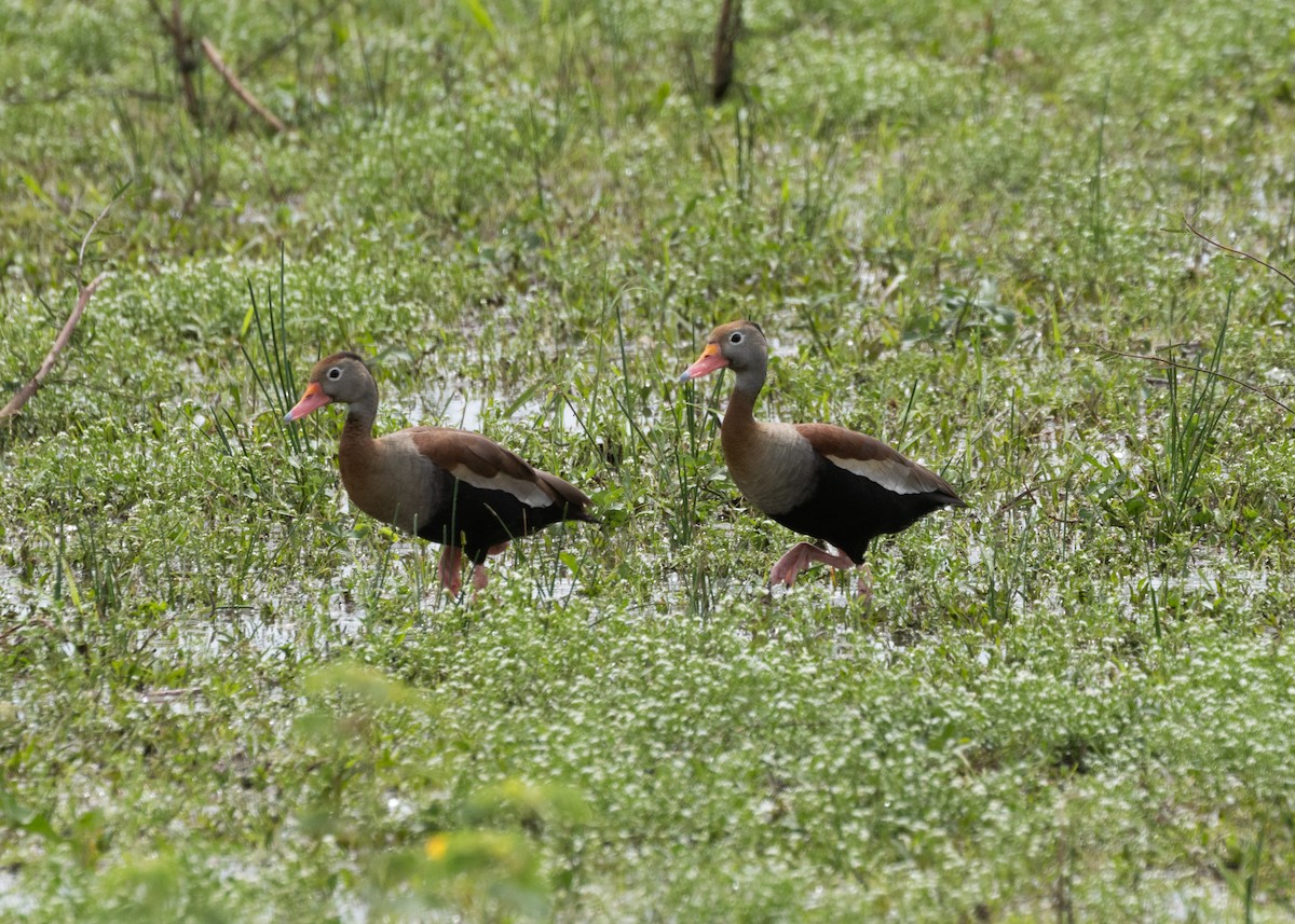 Black-bellied Whistling-Duck (autumnalis) - ML612749074