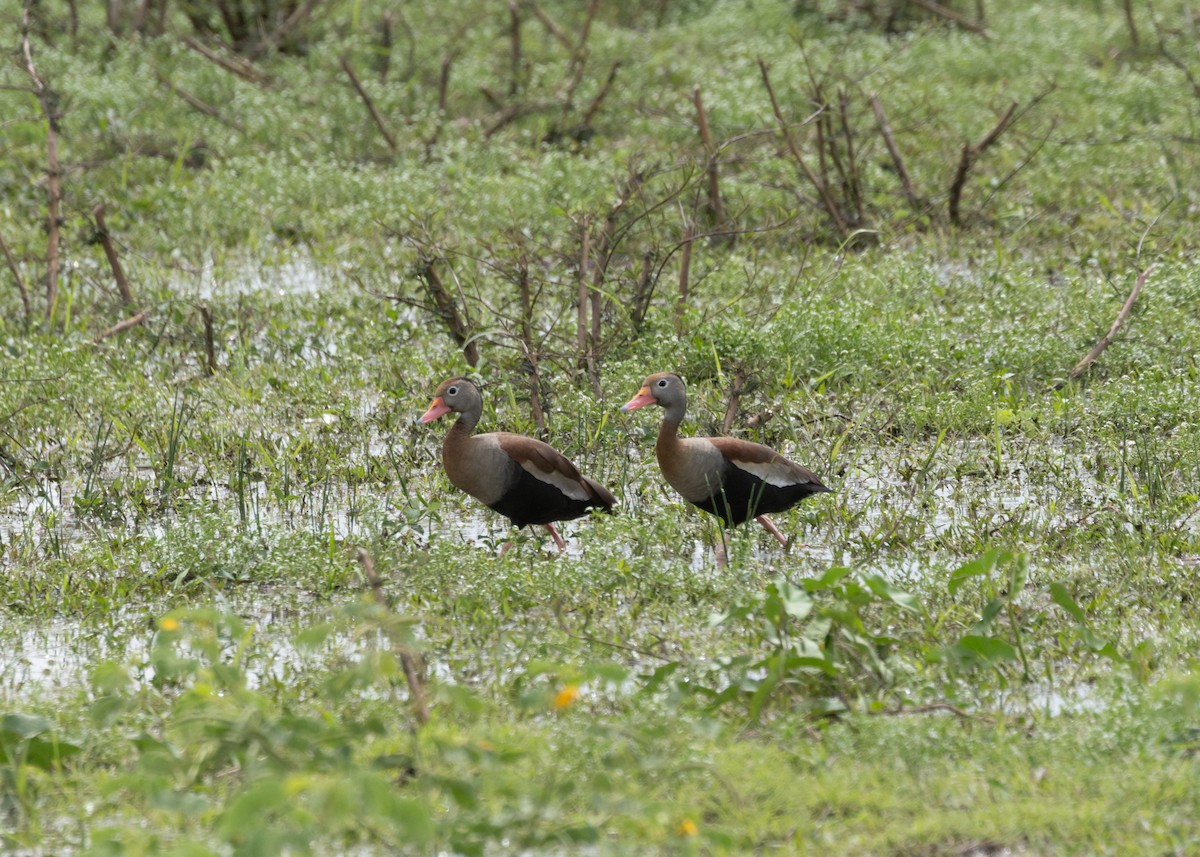 Black-bellied Whistling-Duck (autumnalis) - ML612749076